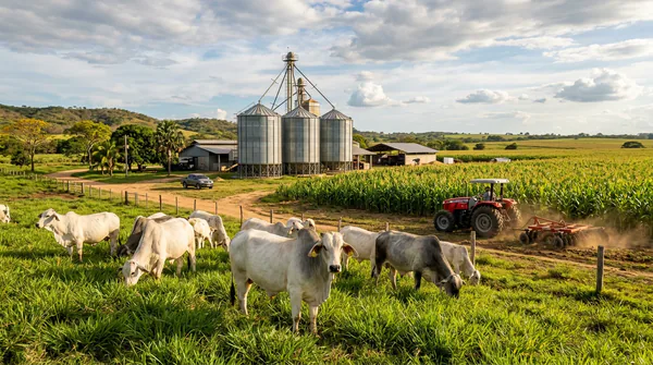 Agroindustria y Ganadería en Barinas
